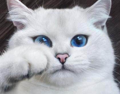 Najpiękniejszy kot świata ma juz MILION followersów na Instagramie!