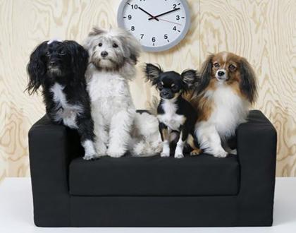 IKEA prezentuje kolekcję mebli dla zwierząt!