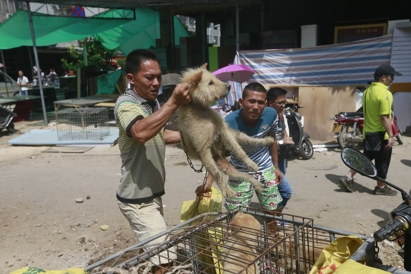 Festiwal psiego mięsa w Yulin - fakty i petycja