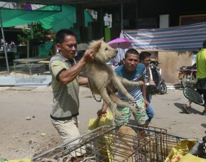 Festiwal psiego mięsa w Yulin - fakty i petycja