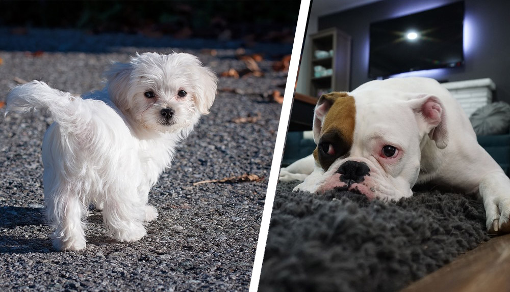 Poznaj 5 ras psów do mieszkania. Czym się kierować przy wyborze?