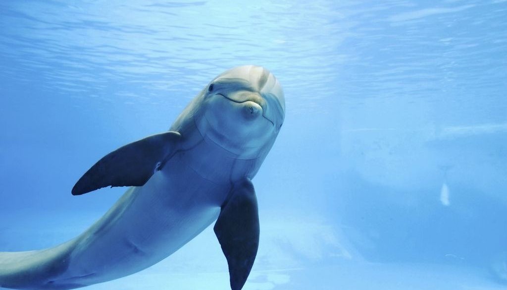 Czy delfin jest ssakiem z rzędu waleni?