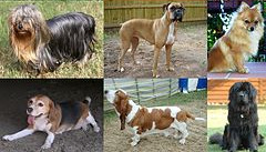 Czy potrafisz rozpoznać rase psa???