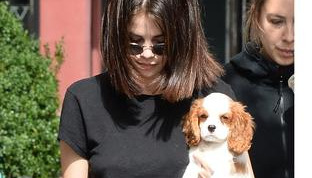 6.Ile psów ratowniczych posiada Selena?
