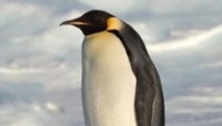 Pingwina