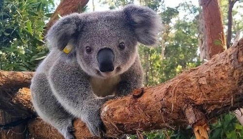 🐨