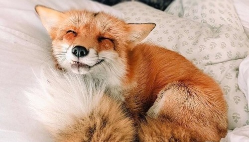 🦊