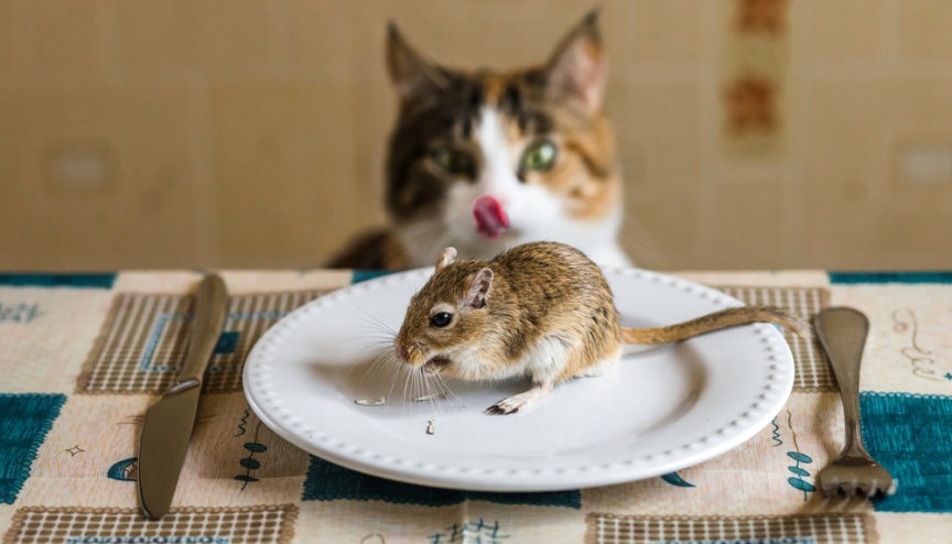 Dlaczego nie ma kociego jedzenia o smaku myszy?