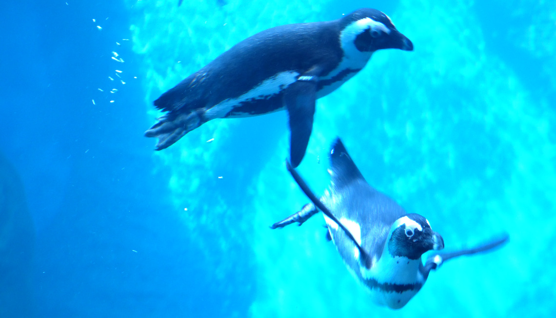 Jak został nazwany wielki pawilon znajdujący się w ZOO we Wrocławiu prezentujący faune Afryki?