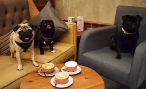 Pug Cafe - kawiarnie dla psich wielbicieli