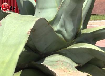 Roślina, która kwitnie raz w życiu