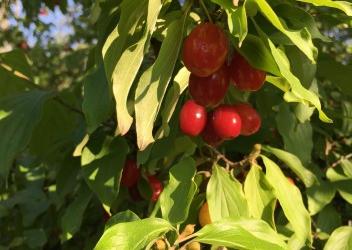 przemyslaw-sokolowski