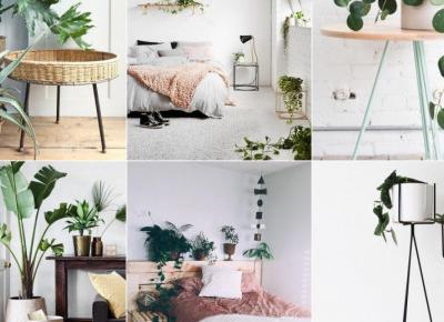 Najmodniejsze rośliny na Instagramie !