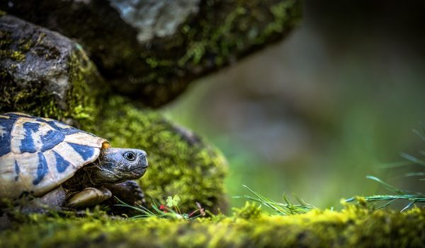 W pogoni za przeszłością — recenzja Horyzontu