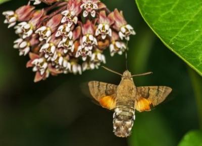 CZY W POLSCE ŻYJĄ KOLIBRY? – ANIMALISTKA