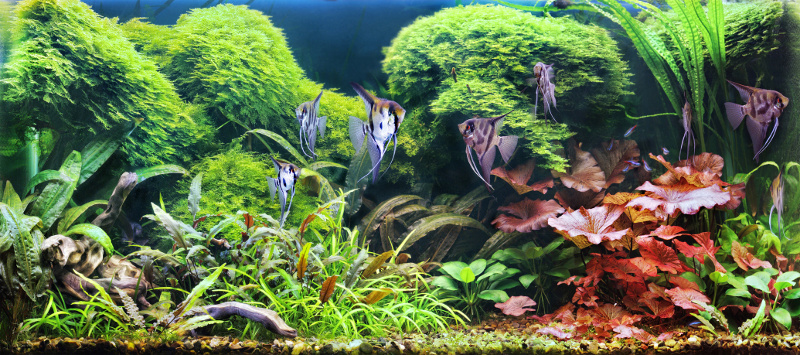 Akwarium roślinne: oświetlenie | świetlówki T5, T8 i lampy LED