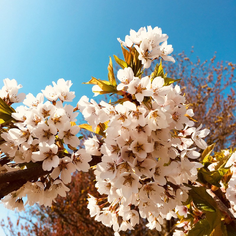 Weekly blog post – English Spring