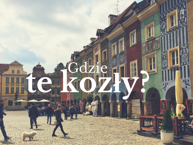 Gdzie te kozły? - Dandiess