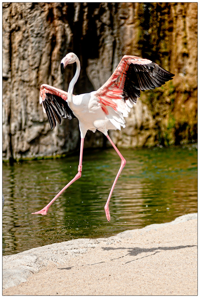 Flamingowy zawrót głowy