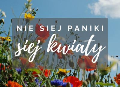 Dollka Blog: Nie siej paniki - siej kwiaty 🌱