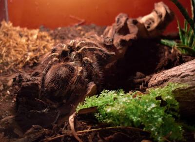 Dollka Blog: Fascynujący świat pająków i skorpionów