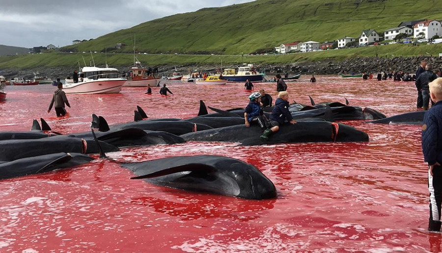 Rzeź delfinów na Wyspach Owczych. W rytuale zginęło niemal 1500 niewinnych zwierząt