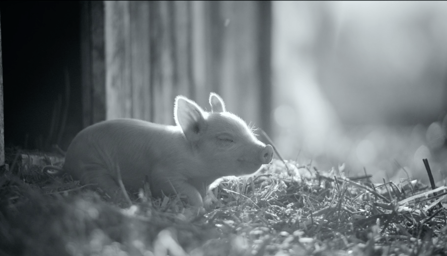 Ten film na zawsze odmieni Twoje życie! „Gunda” – dokument, który poruszył nawet Joaquina Phoenixa