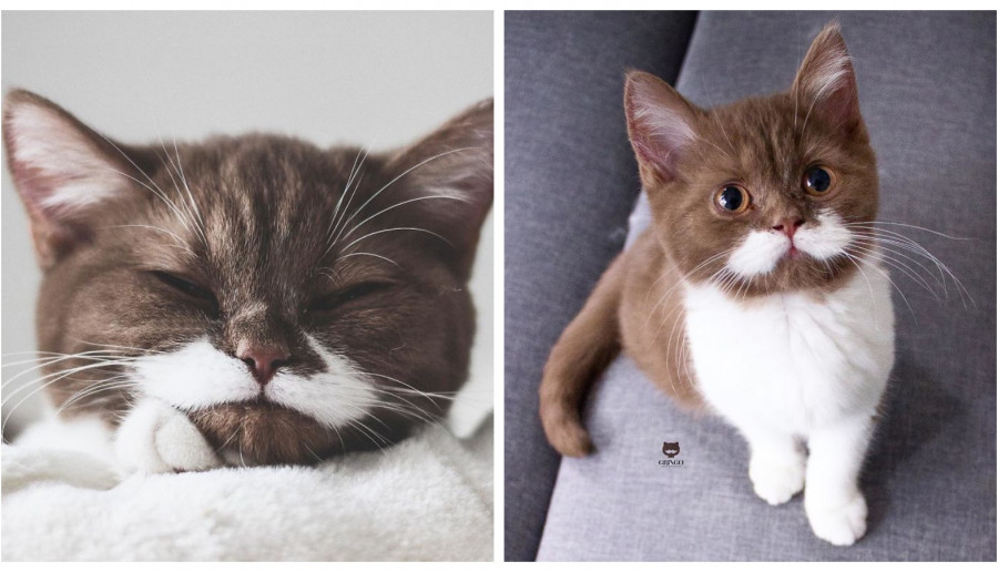 Najsłodszy kociak na Instagramie! Nie będziecie mogli oderwać od niego oczu
