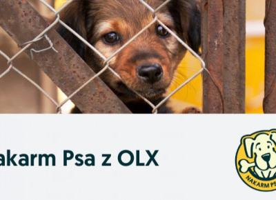 Pomoc psiakom ze schronisk nic nie kosztuje – wystarczy mieć konto na OLX. O co chodzi?