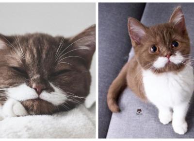 Najsłodszy kociak na Instagramie! Nie będziecie mogli oderwać od niego oczu