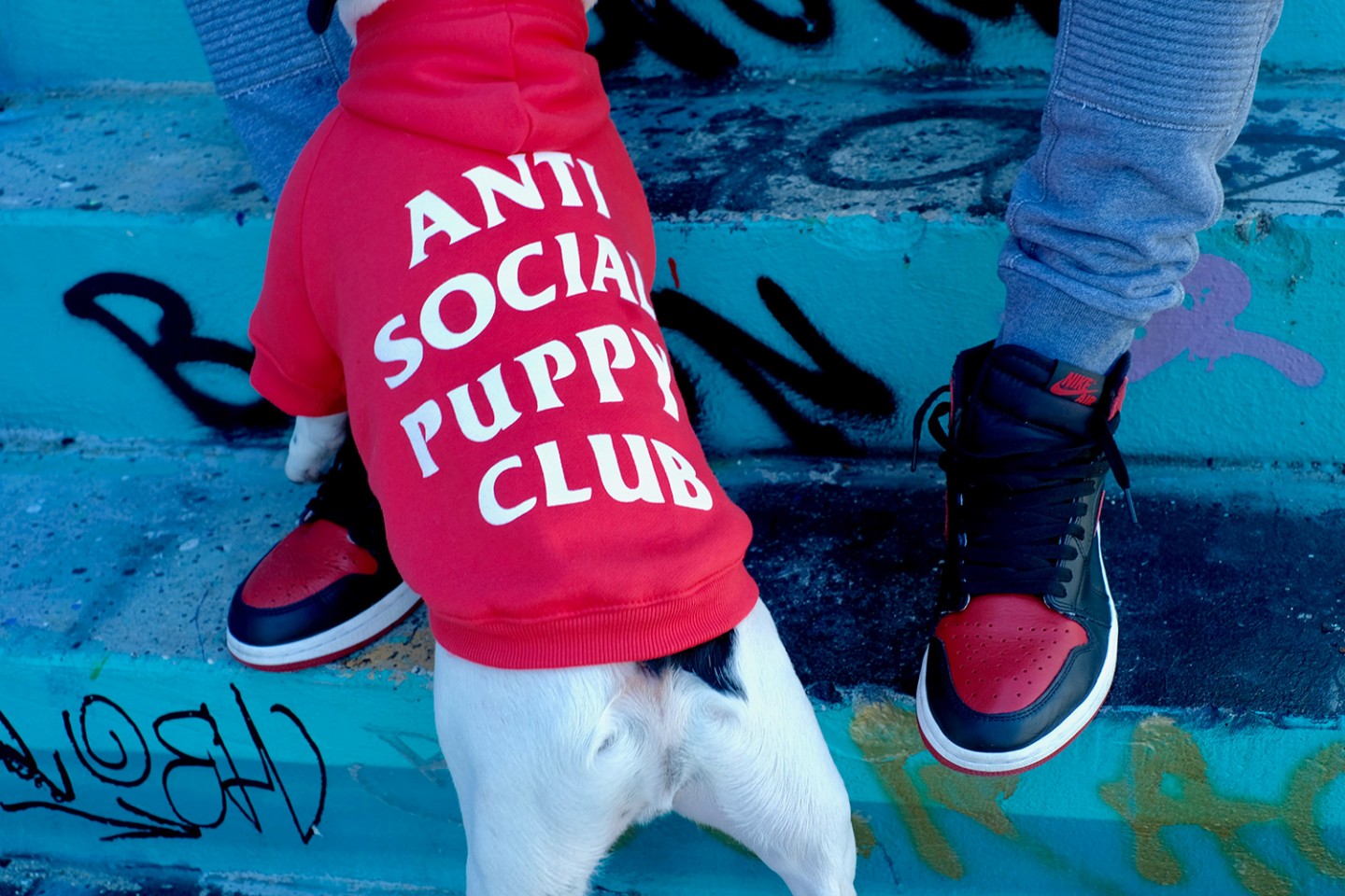 Pawkier - Teraz Twój pies też może polubić streetwear!