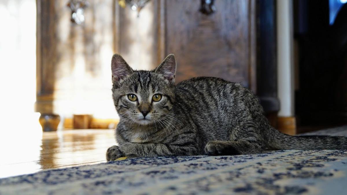 Urlop z kotem - czy warto wziąć kota na wakacje? | wposzukiwaniu.pl