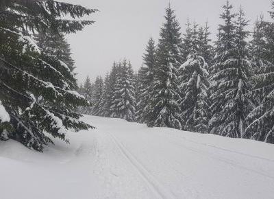 NARTY- PIERWSZY RAZ NA BIEGÓWKACH. JAK BYŁO?