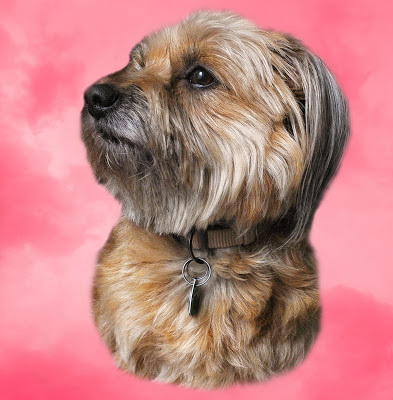 25 ciekawostek o moim psie