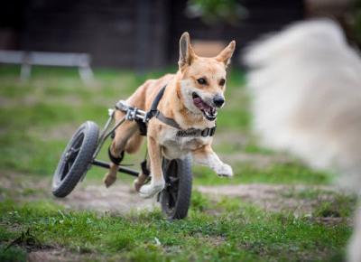 Organizacja pomagająca niepełnosprawnym psom
