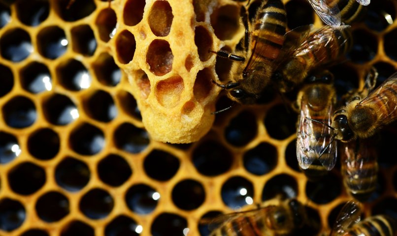 Propolis, pierzga, pyłek kwiatowy - produkty pszczele dla zdrowia - Grzegorz Deuter-Męskie sprawy