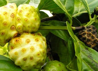 Sok z Noni - kontrowersyjny owoc tropikalny