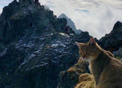 Rysy: Kot zdobył szczyt. Zdjęcie kociego turysty podbija internet :: RMF FM