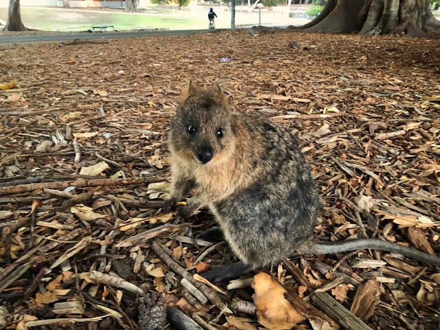 Rottnest Island, w odwiedzinach u Quokk