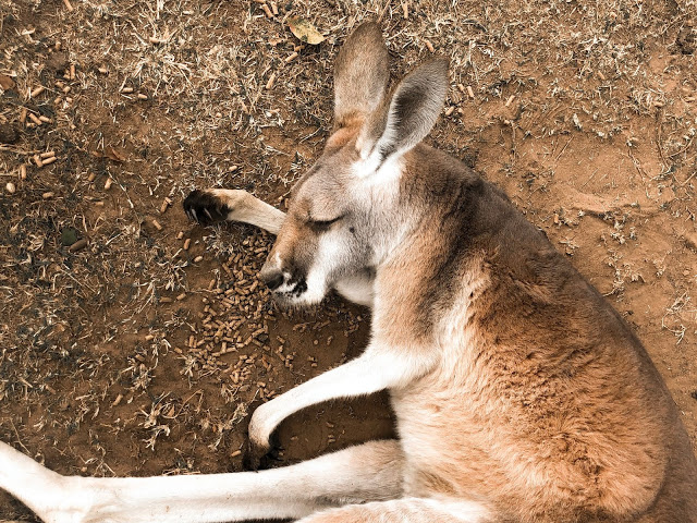 W krainie kangurów: spotkanie z torbaczami w Lone Pine Koala Sanctuary
