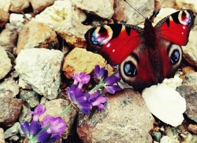 Ale zapozował- musisz to zobaczyć