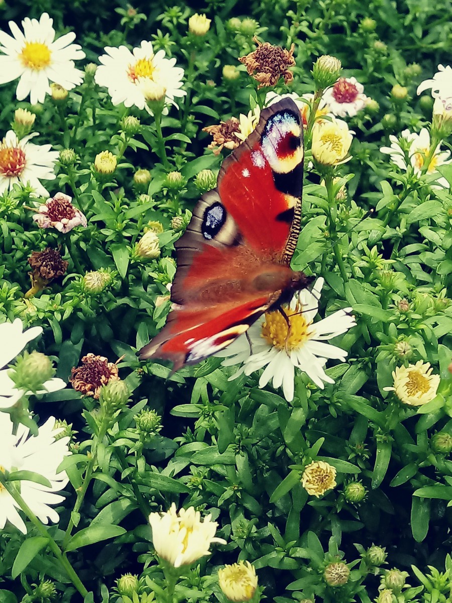 Motyl. Piękne zwierzę