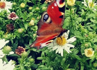 Motyl. Piękne zwierzę