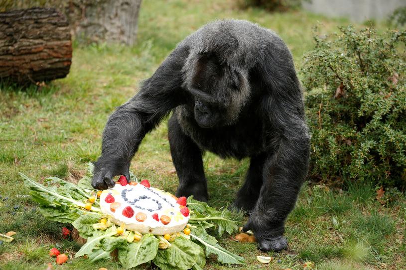 Pożar w niemieckim zoo