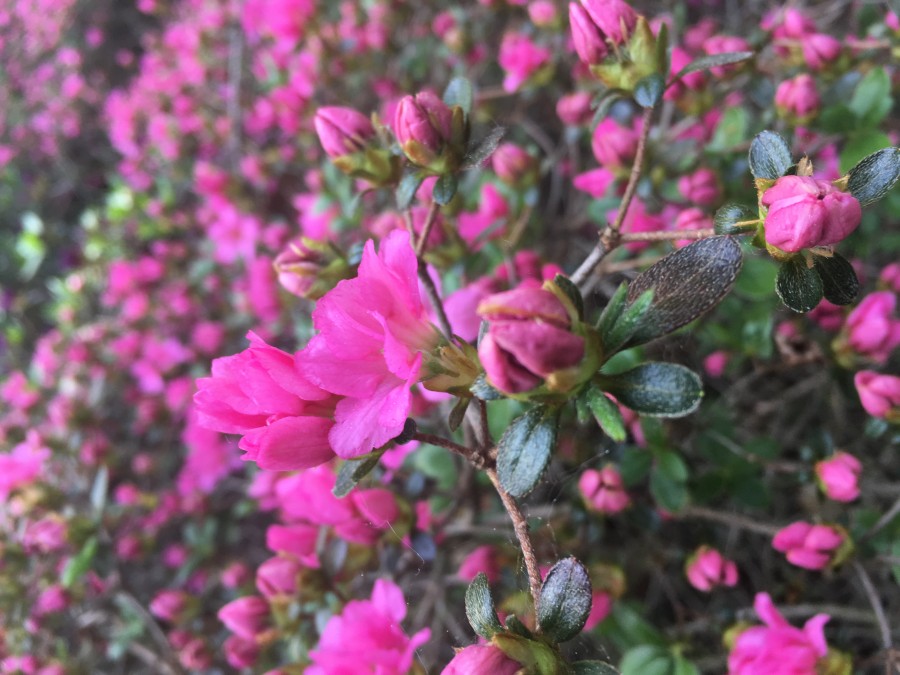 Gdzie kwitną najpiękniejsze rododendrony ?