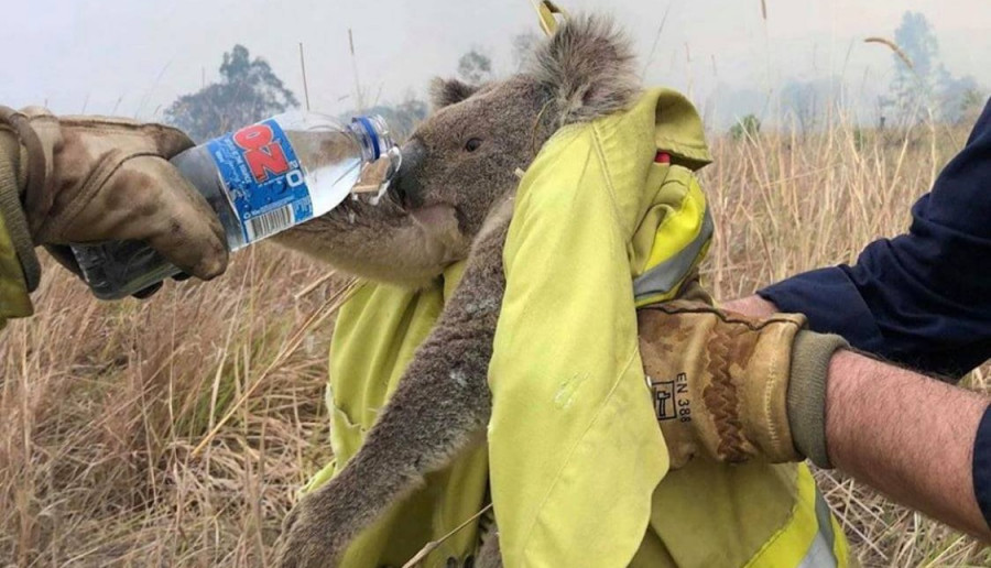 Pożary w Australii wciąż trwają. Jak możemy pomóc?