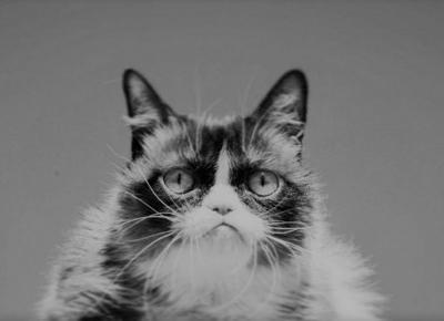 Odszedł Grumpy Cat. Internet o nim nie zapomni