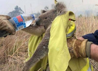 Pożary w Australii wciąż trwają. Jak możemy pomóc?