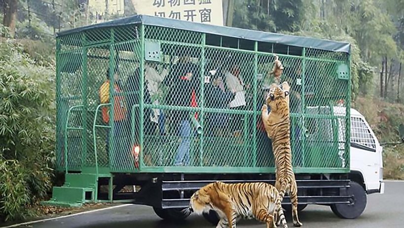 W tym zoo w klatkach siedzą ludzie, a nie zwierzęta!