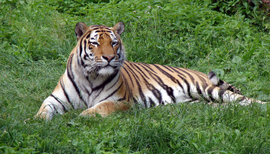 Tygrys zarażony koronawirusem w amerykańskim zoo! Czy nasze zwierzaki również mogą się zarazić?